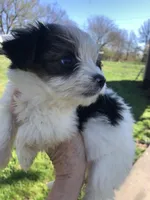 Last one panda, a female Yorkshire Terrier for sale in Colcord, OK – Photo 3 of 10