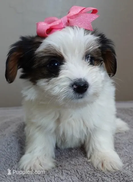 Last one panda – Yorkshire Terrier puppy for sale in Colcord, OK