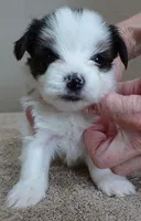 Panda 1 lb 3 ozs, a female Yorkshire Terrier for sale in Colcord, OK – Photo 2 of 10