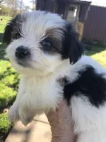 Last one panda, a female Yorkshire Terrier for sale in Colcord, OK – Photo 4 of 10