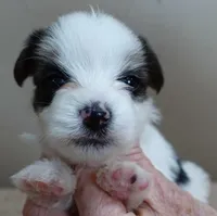 Panda 1 lb 3 ozs, a female Yorkshire Terrier for sale in Colcord, OK – Photo 7 of 10