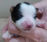 Tansy, a female Yorkshire Terrier for sale in Colcord, OK – Photo 4 of 7