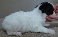 Panda 1 lb 3 ozs, a female Yorkshire Terrier for sale in Colcord, OK – Photo 5 of 10