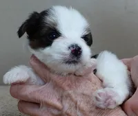 Panda 1 lb 3 ozs, a female Yorkshire Terrier for sale in Colcord, OK – Photo 6 of 10