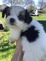 Last one panda, a female Yorkshire Terrier for sale in Colcord, OK – Photo 5 of 10