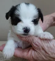Panda 1 lb 3 ozs, a female Yorkshire Terrier for sale in Colcord, OK – Photo 3 of 10