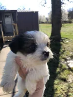 Last one panda, a female Yorkshire Terrier for sale in Colcord, OK – Photo 8 of 10