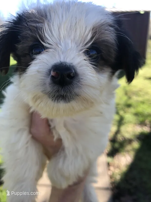 Panda 1 lb 3 ozs – Yorkshire Terrier puppy for sale in Colcord, OK