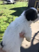 Last one panda, a female Yorkshire Terrier for sale in Colcord, OK – Photo 10 of 10