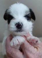 Panda 1 lb 3 ozs, a female Yorkshire Terrier for sale in Colcord, OK – Photo 9 of 10