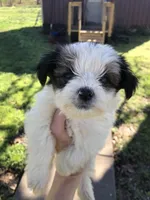 Last one panda, a female Yorkshire Terrier for sale in Colcord, OK – Photo 6 of 10