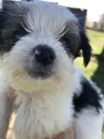 Last one panda, a female Yorkshire Terrier for sale in Colcord, OK – Photo 2 of 10