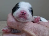 Tansy, a female Yorkshire Terrier for sale in Colcord, OK – Photo 7 of 7