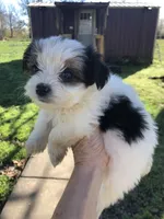 Last one panda, a female Yorkshire Terrier for sale in Colcord, OK – Photo 7 of 10