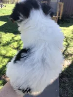 Last one panda, a female Yorkshire Terrier for sale in Colcord, OK – Photo 9 of 10