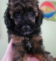 Lola, a female Poodle - Miniature  for sale in Colcord, OK – 7 of 10