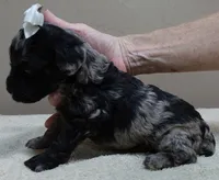 Milo blue merle, a male Poodle - Toy  for sale in Colcord, OK – 7 of 10