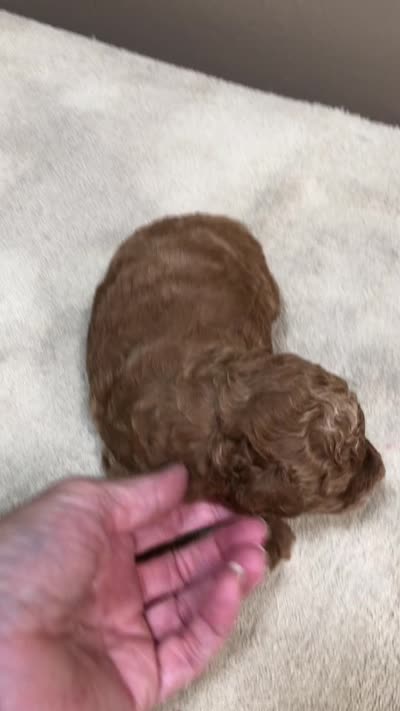 Zara red 1 lb 6 ozs, a female Poodle - Toy  for sale in Colcord, OK – 10 of 10