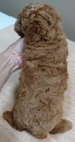 Stunning deep red, a female Poodle - Toy  for sale in Colcord, OK – 9 of 10