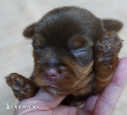 Samson – Yorkshire Terrier puppy for sale in Colcord, OK