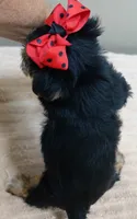 Ziggy 2 lbs 1 ounce, a male Yorkshire Terrier for sale in Colcord, OK – 9 of 10