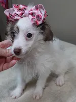 3 pounds 9/17, a female Poodle - Toy  for sale in Colcord, OK – 6 of 10