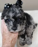 Mirlo blue merle, a male Poodle - Toy  for sale in Colcord, OK – 4 of 10