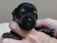 Koda 6 7/8 ounces, a male Yorkshire Terrier for sale in Colcord, OK – 5 of 6