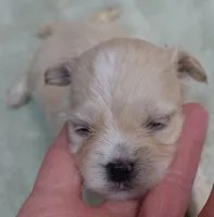 Poppy 13 ounces, a female Maltipoo for sale in Colcord, OK – 7 of 10