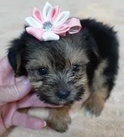 Teacup Bailey 1lb 3 ounces, a female Yorkshire Terrier for sale in Colcord, OK – 4 of 10