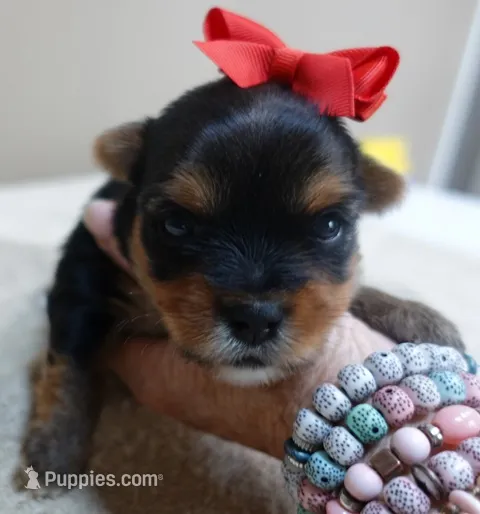 Peyton – Yorkshire Terrier puppy for sale in Colcord, OK