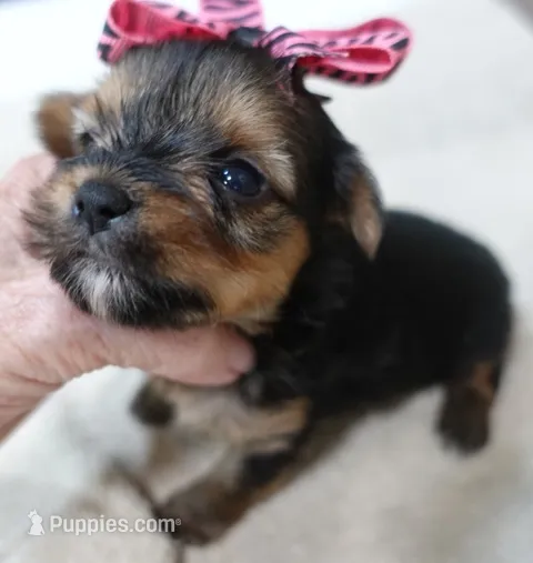 Tiny Daisy 14 ounces – Yorkshire Terrier puppy for sale in Colcord, OK