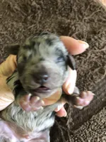 Stanley, a male Poodle - Toy  for sale in Colcord, OK – 6 of 10