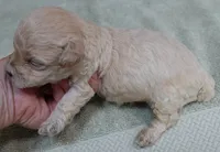 Biscuit, a male Maltipoo for sale in Colcord, OK – 2 of 10