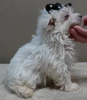 MICRO TEACUP Halo 19 ounces , a male Maltese for sale in Colcord, OK – 9 of 10