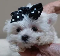 MICRO TEACUP Halo 19 ounces , a male Maltese for sale in Colcord, OK – 2 of 10