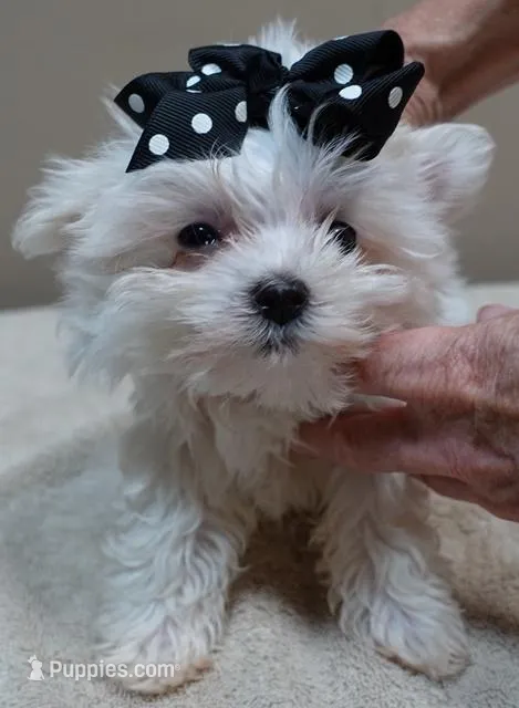MICRO TEACUP Halo 19 ounces  – Maltese puppy for sale in Colcord, OK