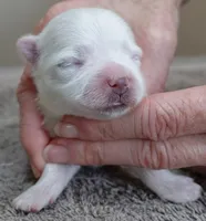 Halo, a male Maltese for sale in Colcord, OK – Photo 2 of 8