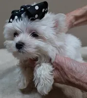 MICRO TEACUP Halo 19 ounces , a male Maltese for sale in Colcord, OK – 5 of 10