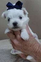 Halo, a male Maltese for sale in Colcord, OK – Photo 9 of 10