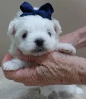 Halo, a male Maltese for sale in Colcord, OK – Photo 7 of 10