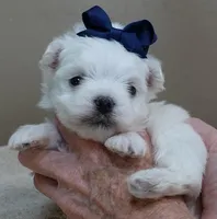Halo, a male Maltese for sale in Colcord, OK – Photo 4 of 10