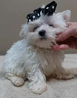 MICRO TEACUP Halo 19 ounces , a male Maltese for sale in Colcord, OK – 7 of 10