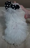 MICRO TEACUP Halo 19 ounces , a male Maltese for sale in Colcord, OK – 6 of 10