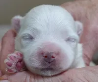 Halo, a male Maltese for sale in Colcord, OK – Photo 1 of 8