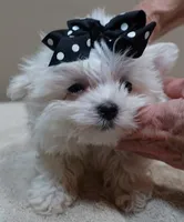 MICRO TEACUP Halo 19 ounces , a male Maltese for sale in Colcord, OK – 10 of 10