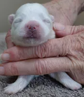 Halo, a male Maltese for sale in Colcord, OK – Photo 5 of 8