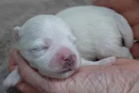 Halo, a male Maltese for sale in Colcord, OK – Photo 6 of 8