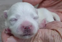 Halo, a male Maltese for sale in Colcord, OK – Photo 7 of 8