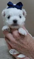 Halo, a male Maltese for sale in Colcord, OK – Photo 5 of 10